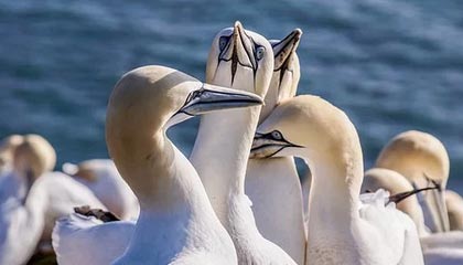 leyu乐鱼体育综合-逆转奇迹：那些让人热血沸腾的欧冠逆转比赛，欧冠最不可思议的逆转