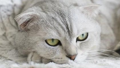 leyu乐鱼体育综合-逆转奇迹：那些让人热血沸腾的欧冠逆转比赛，欧冠最不可思议的逆转